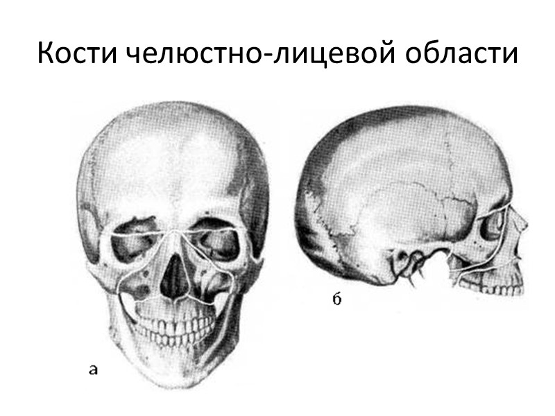Кости челюстно-лицевой области
